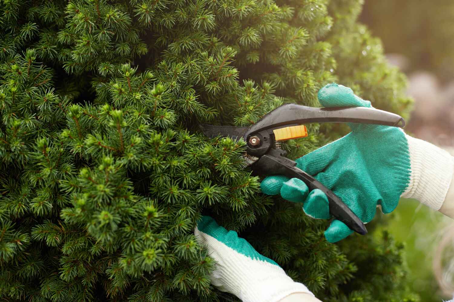 Best Best Tree Removal Services  in Blackwells Mills, NJ